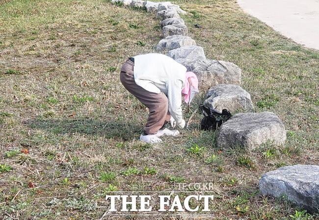 5일, 영주시 서천 자전거도로 부근에는 봄의 전령사 쑥을 캐는 촌로의 손길로 분주하다. /김성권 기자