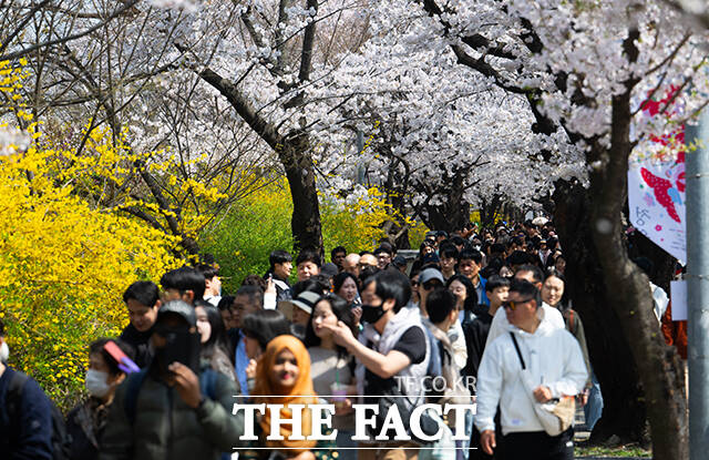 5일 오후 서울 여의도 윤중로가 '여의도 봄꽃축제'를 찾은 시민들로 북적이고 있다. /박헌우 기자