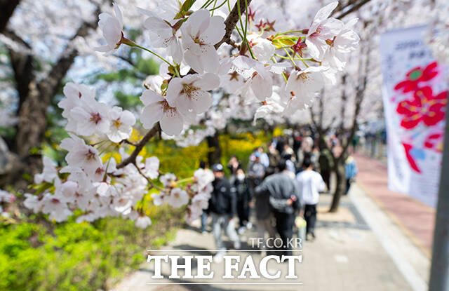 5일 오후 서울 여의도 윤중로가 '여의도 봄꽃축제'를 찾은 시민들로 북적이고 있다. /박헌우 기자