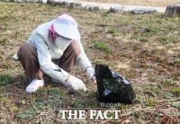  '청명' 맞은 영주 서천 둔치, 쑥 캐는 손길 분주