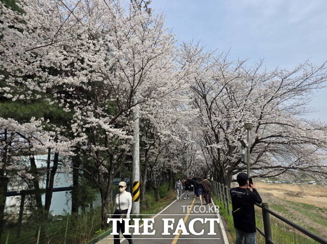 ‘2026 조치원 봄꽃축제’가 5일 조치원읍 중심가와 조천변 일원에서 열였다. /세종시
