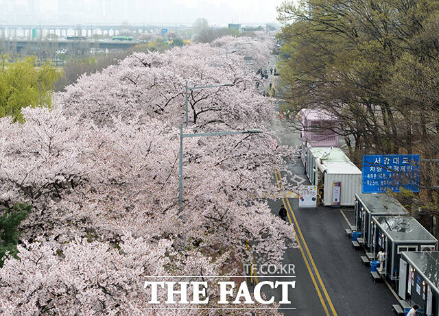 봄비가 내리는 6일 오전 우산을 쓴 한 시민이 벗꽃 축제가 진행중인 서울 여의도 윤중로를 찾아 벚나무 사이를 지나고 있다. /박상민 기자