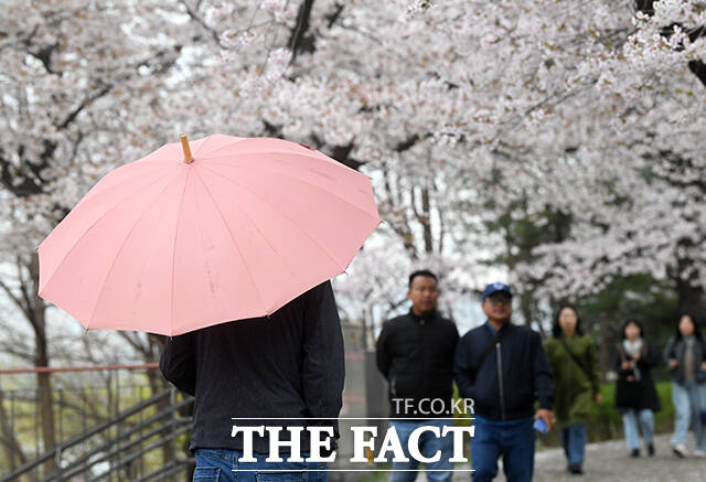 봄비가 내리는 6일 오전 우산을 쓴 한 시민이 벗꽃 축제가 진행중인 서울 여의도 윤중로를 찾아 벚나무 사이를 지나고 있다. /박상민 기자