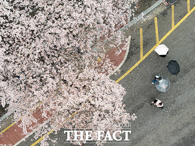 봄비가 내리는 6일 오전 우산을 쓴 한 시민이 벗꽃 축제가 진행중인 서울 여의도 윤중로를 찾아 벚나무 사이를 지나고 있다. /박상민 기자