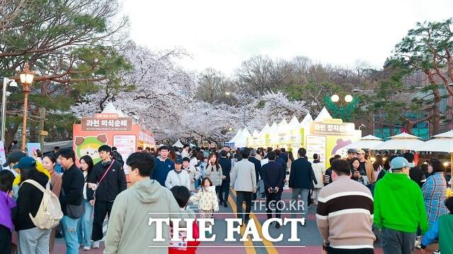 과천시 과천맛집 스트릿 행사가 열리고 있는 렛츠런파크 서울 벚꽃축제 현장. /과천시