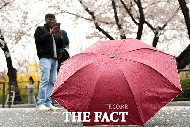 봄비가 내리는 6일 오전 우산을 쓴 한 시민이 벗꽃 축제가 진행중인 서울 여의도 윤중로를 찾아 벚나무 사이를 지나고 있다. /박상민 기자