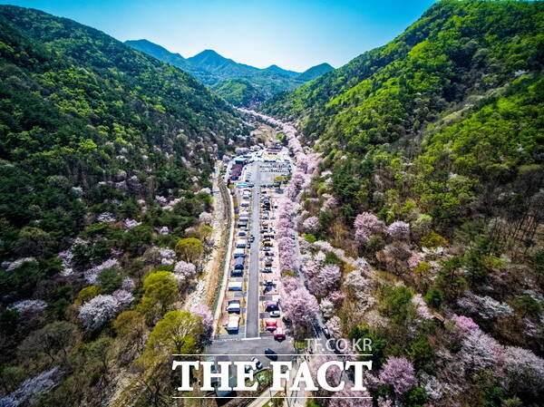 금산 보곡산골 산벚꽃 축제가 열리는 산꽃벚꽃마을 오토캠핑장 전경. /금산군