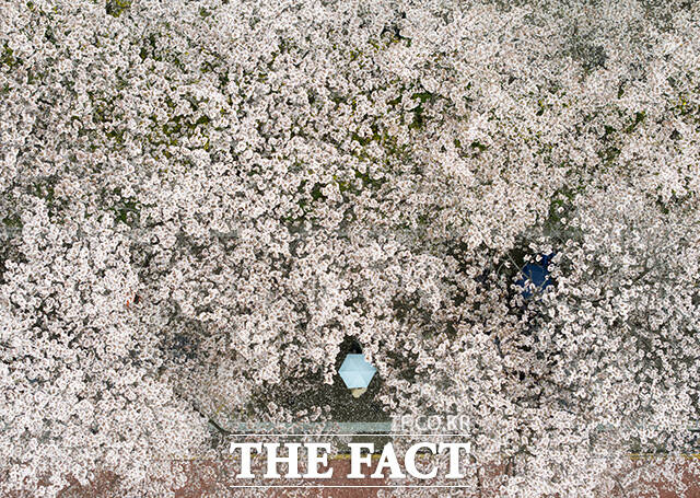 봄비가 내리는 6일 오전 우산을 쓴 한 시민이 벗꽃 축제가 진행중인 서울 여의도 윤중로를 찾아 벚나무 사이를 지나고 있다. /박상민 기자