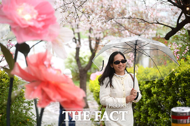 봄비가 내리는 6일 오전 우산을 쓴 한 시민이 벗꽃 축제가 진행중인 서울 여의도 윤중로를 찾아 벚나무 사이를 지나고 있다. /박상민 기자