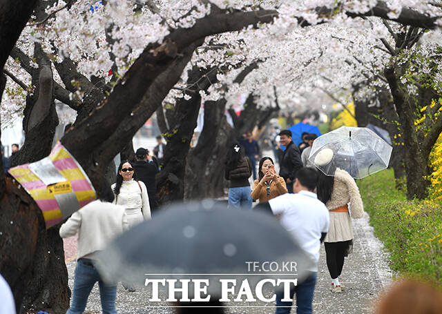 봄비가 내리는 6일 오전 우산을 쓴 한 시민이 벗꽃 축제가 진행중인 서울 여의도 윤중로를 찾아 벚나무 사이를 지나고 있다. /박상민 기자