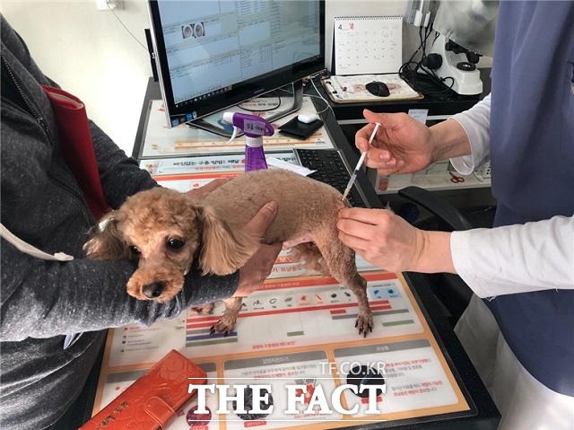 광견병 예방접종 모습 /광명시