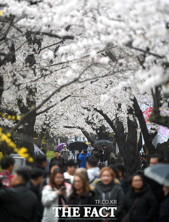 봄비가 내리는 6일 오전 우산을 쓴 한 시민이 벗꽃 축제가 진행중인 서울 여의도 윤중로를 찾아 벚나무 사이를 지나고 있다. /박상민 기자