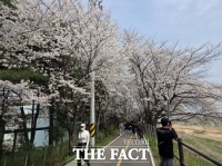  세종의 봄 알리는 '조치원 봄꽃 축제' 성료