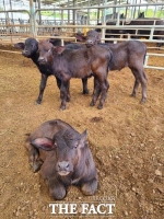  경기도, 국내 첫 '이탈리안 물소' 번식 성공…송아지 6마리 출산