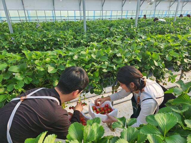 매일유업이 임산부 및 출산 예정 부부를 대상으로 '매일유업 베이비문' 행사를 진행했다고 7일 밝혔다. /매일유업