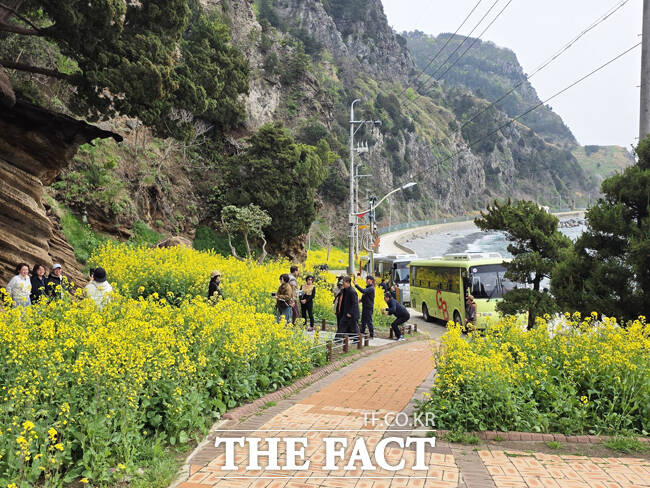 울릉군 울릉군 서면 구암마을 인근, 지질명소로 이름난 수층버섯바위 주변이 노란 유채꽃이 만개했다. 이곳은 차량들이 연신 멈춰 서서 사진을 찍는 이른바 인생샷 명소로 빠르게 입소문을 타고 있다. / 독자제공