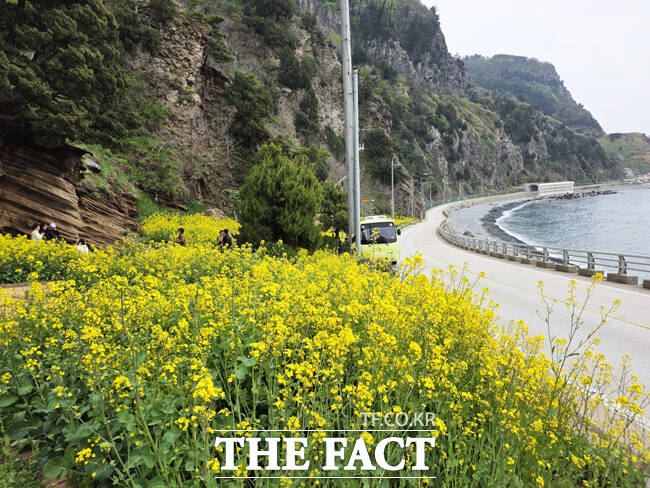울릉군 울릉군 서면 구암마을 인근, 지질명소로 이름난 수층버섯바위 주변이 노란 유채꽃이 만개했다. 이곳은 차량들이 연신 멈춰 서서 사진을 찍는 이른바 인생샷 명소로 빠르게 입소문을 타고 있다. /독자제공
