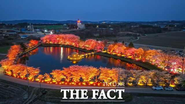 벚꽃이 만개한 당진 면천면 골정지 야경 /당진시