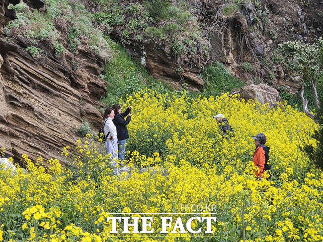 울릉군 울릉군 서면 구암마을 인근, 지질명소로 이름난 수층버섯바위 주변이 노란 유채꽃이 만개했다. 이곳은 차량들이 연신 멈춰 서서 사진을 찍는 이른바 인생샷 명소로 빠르게 입소문을 타고 있다. / 독자제공