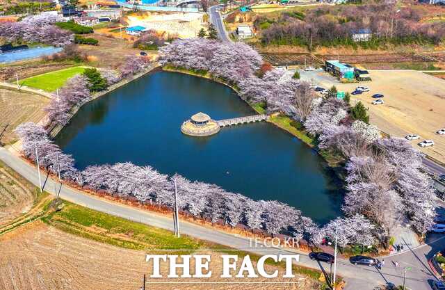 벚꽃이 만개한 당진 면천면 골정지 전경. /당진시