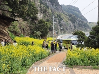  검푸른 바다 위 노란 물결...울릉 일주도로 '유채꽃'에 발길 멈췄다 [TF사진관]