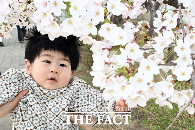 따뜻한 봄 날씨를 보이는 지난 1일 오후 서울 여의도 윤중로 벚꽃길에서 한 아이가 벚꽃을 바라보고 있다. /남용희 기자