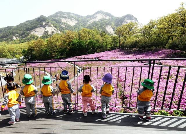 노원구는 오는 16일부터 '불암산 힐링타운 철쭉제'를 개최한다. /노원구