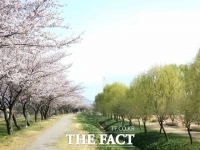  당진 합덕제, 벚꽃과 버드나무가 어우러진 봄꽃의 향연