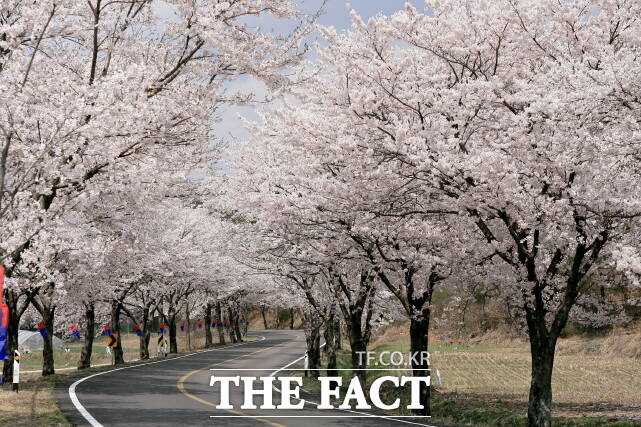 청양군 '칠갑산 장승축제'가 11일 열리는 가운데 주변 벚꽃이 만개해 관람객들의 눈을 즐겁게 할 것으로 보인다. /청양군