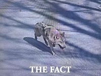  오월드 탈출한 늑대 밤샘 수색에도 '오리무중'…인근 초등학교 하루 휴업