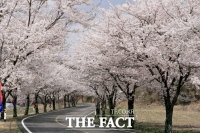  청양군, '칠갑산 장승축제' 11일 개막…벚꽃과 전통문화 어우러져