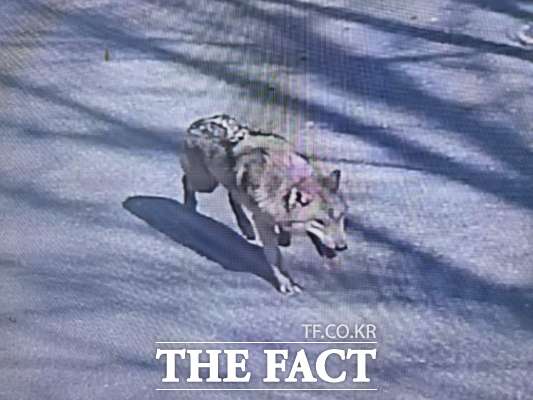 지난 8일 대전 오월드에서 탈출한 늑대 늑구 모습 /대전소방본부