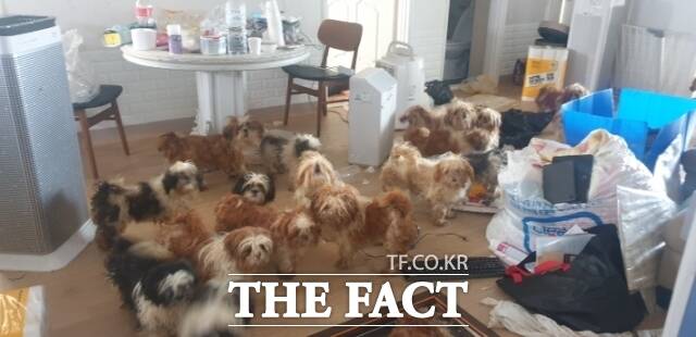 포항 동해면 한 빌라에 방치된 시츄. /포항남부소방서