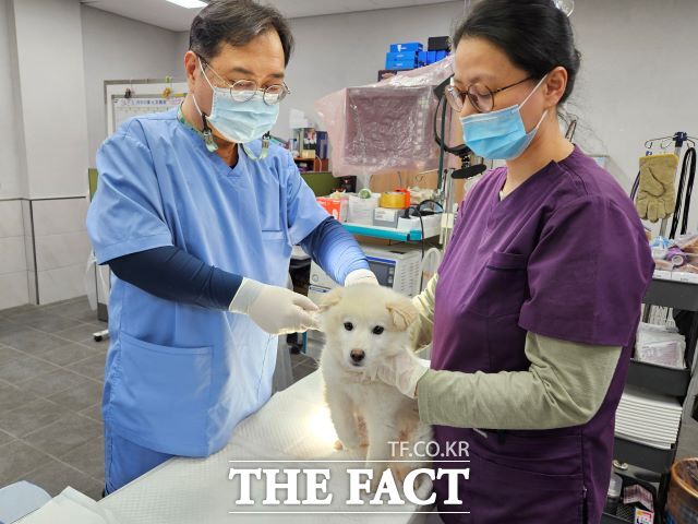 공수의사가 생후 3개월 이상 등록 반려견에게 광견병 예방 백신을 접종하고 있다. /용인시