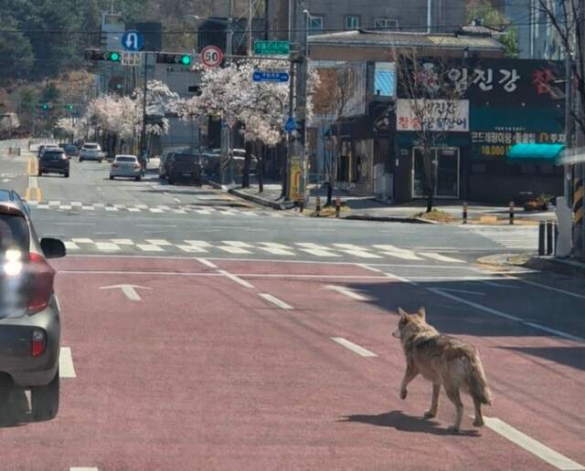 대전 오월드에서 탈출한 늑대 '늑구