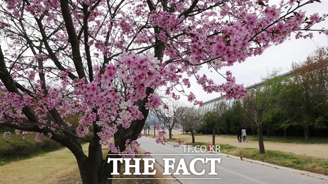 미사경정공원 겹벚꽃, 겹벚꽃은 일반 벚꽃보다 약 2주 정도 늦게 개화한다./국민체육진흥공단