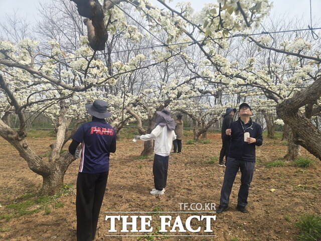 천안교육지원청 직원들이 성환읍 배 재배 농가에서 배화접 봉사활동을 하고 있다. /천안교육지원청