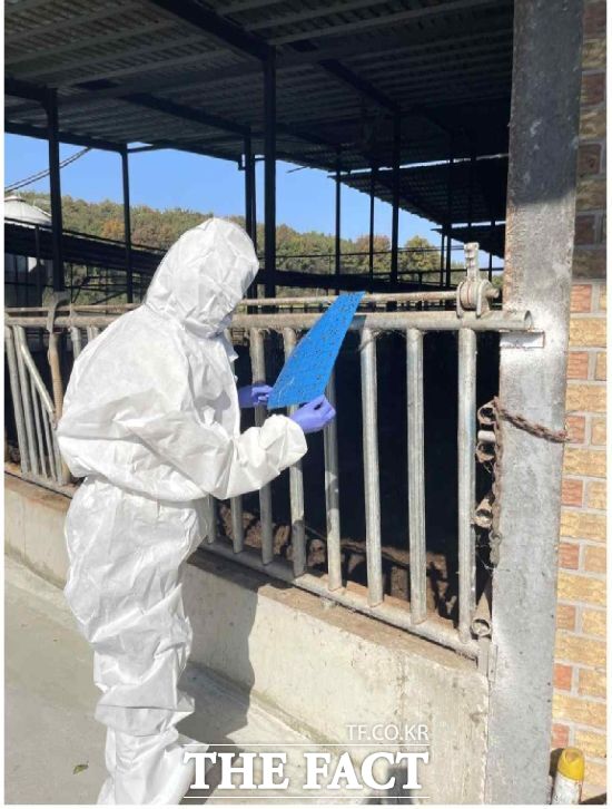 경기도 방역 관계자가 도내 한 농가에 설치된 곤충 포집기에 모인 곤충들을 수거하고 있다. /경기도