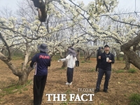  천안교육지원청, 성환 배 농가 찾아 '배화접' 봉사