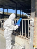  경기도, '럼피스킨' 2종 가축전염병 하향 따라 대응 전략 변화