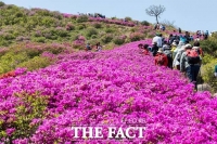  진분홍빛 철쭉 향연...합천군, 황매산 철쭉제 5월 1~10일 개최