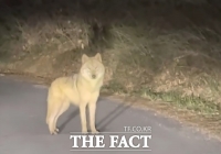  대전 오월드 인근 야산서 발견된 '늑구', 포위망 뚫고 도주