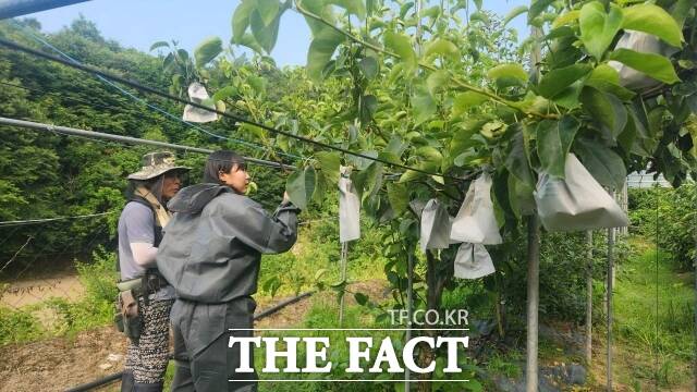 충남 공주시가 봄철 영농 시기를 맞아 '영농종합상황실'을 운영한다. 한 농가에서 봄철 일손돕기를 하는 모습. /공주시