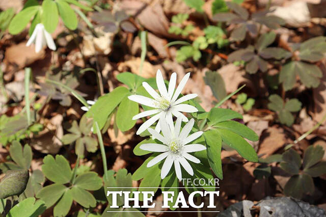 꿩의 바람꽃 /소백산국립공원사무소