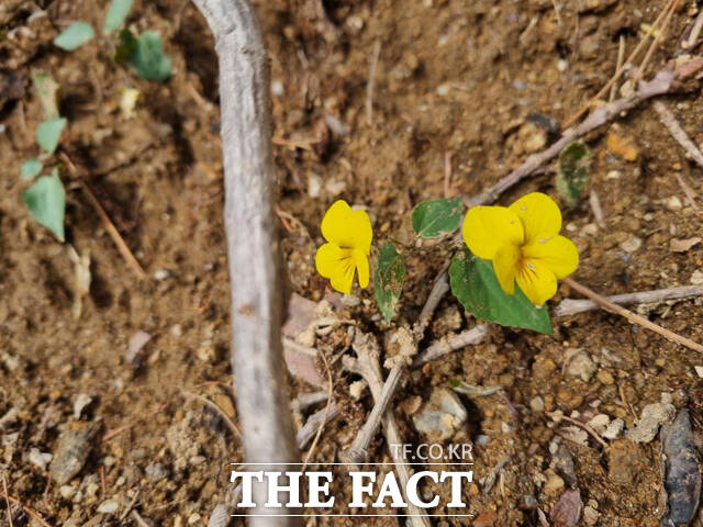 노랑제비꽃 /소백산국립공원사무소