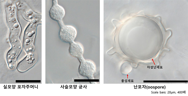 난균류 신종 Pythium aculeatus 형태 사진. /국립낙동강생물자원관