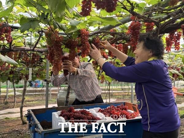 15일 대전시 동구 대별동 소재 송일구 씨 농가에서 씨 없는 포도 델라웨어가 재배되고 있는 모습. /대전시