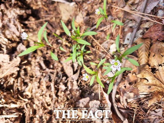 개별꽃 /소백산국립공원사무소