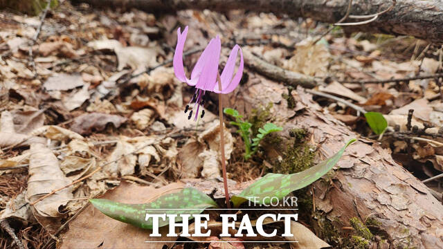 엘레지 /소백산국립공원사무소