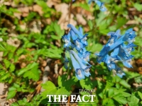  소백산국립공원, 봄 야생화 '절정'…산자락 물들였다 [TF사진관]